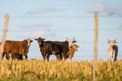 Cows on field