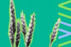 wheat paddy