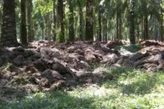 Forest and roots