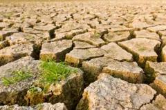 dry soil