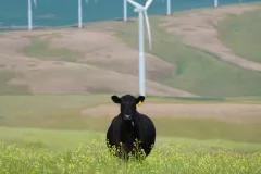 Cow on field with wind turbines