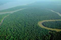bird view forest and river
