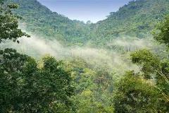 Rainforest valley with clouds